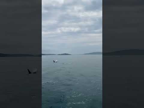 Orcas in Washington