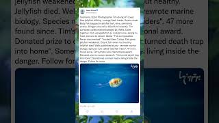 Inside the Jellyfish: A Fish’s Surprising Home#UnderTheSea #OceanMagic