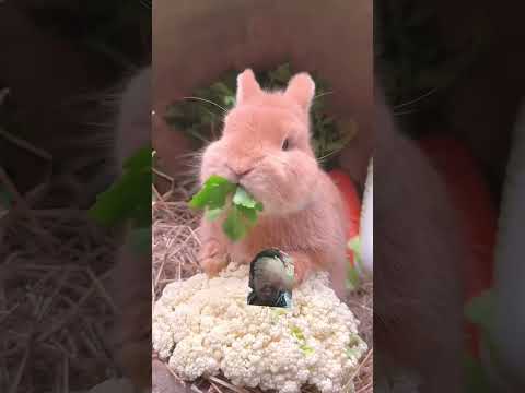 Rabbits #funny #trending #eat