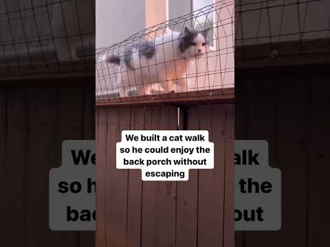 Back porch vibes are insanely cool rn 🐱 #cat #catproof #catsofyoutube #pets #cats