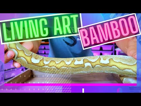 The Bamboo Ball Python // Living Art Series