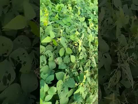 ঝিরি ঝিরি জল পরেছে #trending #2024 #trendingshorts #viralvideo #foryou #bestlike7659