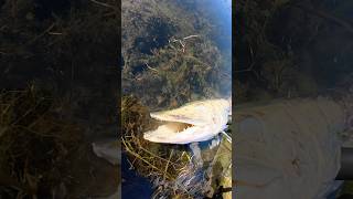 I fished for BIG pike
