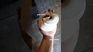 Rarwr XD  It's a DinOsuAR #viralvideo #ballpython  #pythonregius #snake #morphs #pieds #reptiles