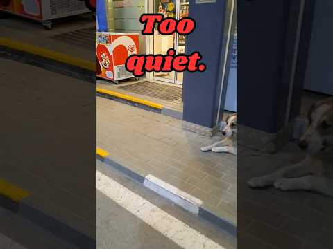 Rest Stop Chronicles #4 - Night Protocol in 30 seconds. #spycat #loyaldog #mysteryshorts