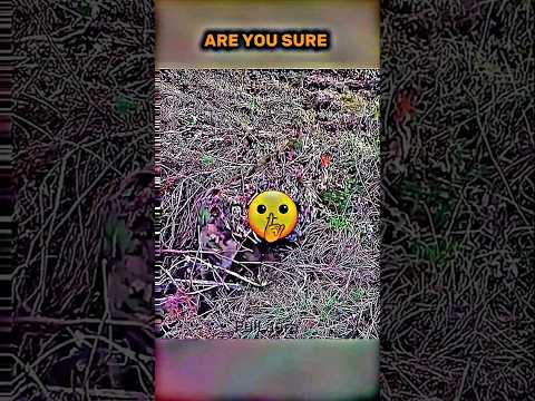 I am best camouflage #aura #edit #sigma #trollface #sigmaedit #trending #ytshorts #short #shorts