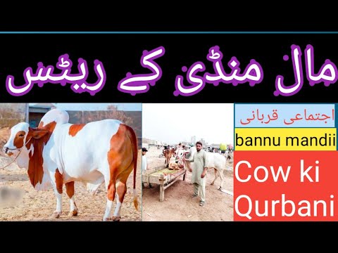 cow mandi#Cowmandi2020//#cowmandibannu2020//#faridbanisaii