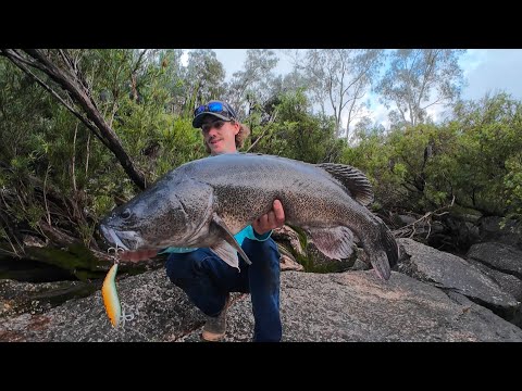Cod opening starts with a bang big Murray cod off the top. (Fishing Australia).