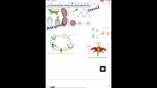 Genetics Video Notes 2021
