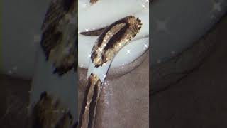 💛✨#piedballpython (reposted & edited vid)#snake #viral #shorts #foryou #reptiles #animals #fypシ