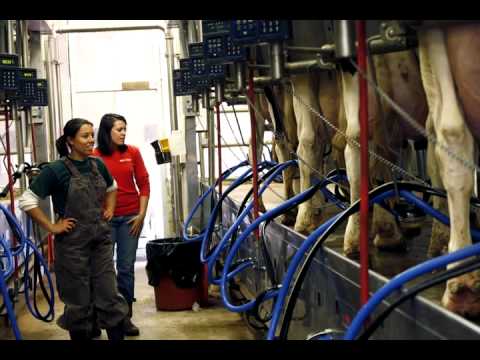 Debra Sires: The Dairy Worker