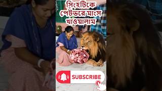 আজকে সিংহটিকে পেটভরে মাংস খাওয়ালাম - শেষ পযর্ন্ত দেখুন কি হলো 😍  #aicomedy @airongotamasha