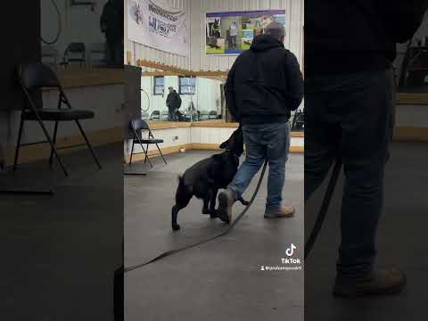 Fury (5 Month Old GSD) Working On Competition Heeling #dogtraining #germanshepherd