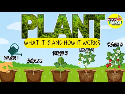 What are Plants? | Parts of a Plant | Educational video for Kids #kids #science