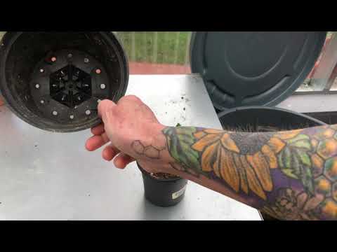 transplanting how to