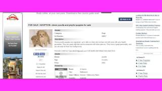 adpost-australia-puppies-for-sale-scams