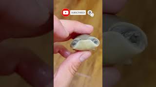 This Turtle Bites You Where It Hurts!! 😱🐢