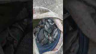 Hasil mangcing jaring nila liar #mancingmania #netfishing #hobimancing #mancingjaring #fyp