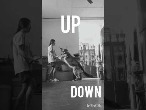 #germanshepherd #german #dog #dogs #doglovers #explore #explorepage #experiment #train #training