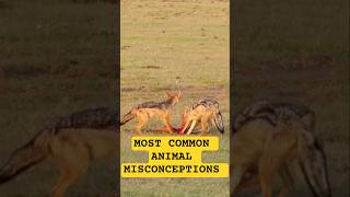 10 MOST COMMON ANIMAL MISCONCEPTIONS. #animals #learning #misconceptions #wildlife