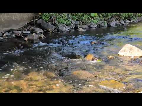 Relaxing Sounds - Studying, Focus, Sleep - 2 Hour Ambient Noise - Spring River 5/01: @AccruedInt  ​