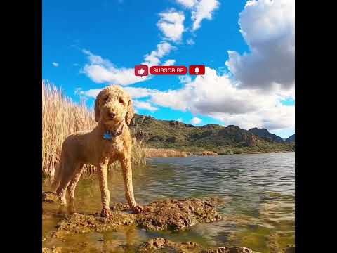 Best Lake Views in AZ-Saguaro Lake #dog #views #viral #explore