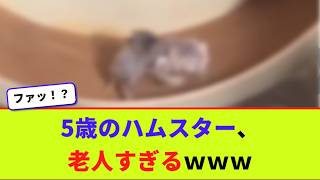 5歳のハムスター、老人すぎるｗｗｗ【2chまとめ】【2chスレ】【5chスレ】