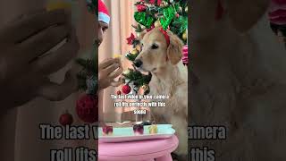 OMG this is so right 🥰 You guys also can try 👍🥹 #dog #doglife #dogshorts #shorts