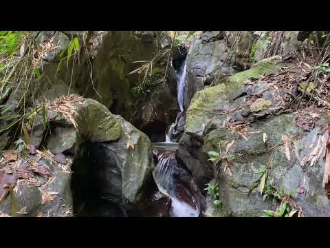 “Deep Forest Stream in Vietnam - Relaxing Nature Sounds for Sleep & Relaxation”