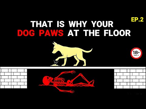 If Your Dog Paws At The Floor… CHECK What’s Underneath - Analog Horror