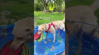 ##fyp​ #petadventures​ #trishandsargesadventures​ #lifewithsarge​ #vanlifedog​ #adventuredog​ #sarge