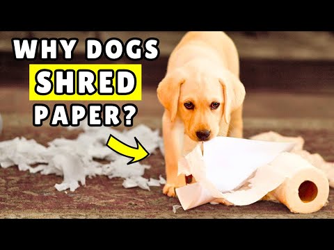 The Weird Reason Dogs Are Obsessed With Paper