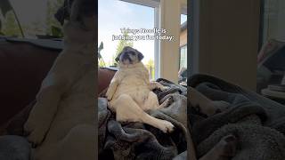 The Judge is in session 👩‍⚖️✨ #pug  #dog #dogshorts #pets