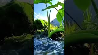 waterfall #ytshorts #naturelovers #ecoadventures #floralfantasy #wildwonderland #naturenurtures
