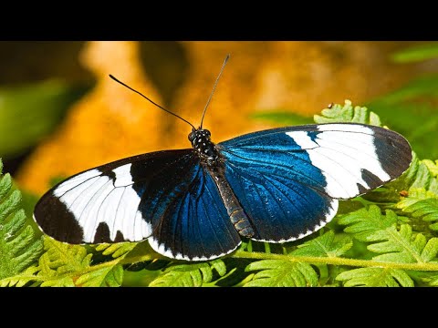 Butterfly Breeds Part 3
