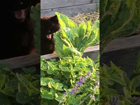 A lovely morning in the garden. #garden #gardening #nodig #vegpatch #farmlife  #barncat #chickens
