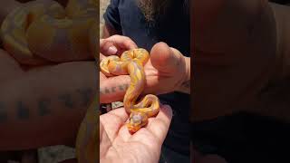 Banana Ball Python #morphs #ballpython #animals #nature #pets #snake #beautiful #love