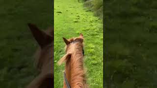Canter!! #equestrian #viral #horse #horseriding #hackingout #shorts