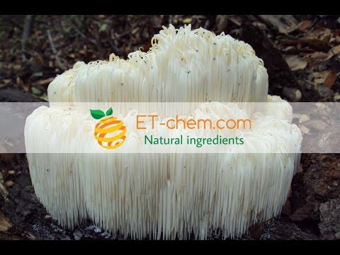 Hericium Erinaceus dry extracts, Polysaccharides,benefits, production 2018
