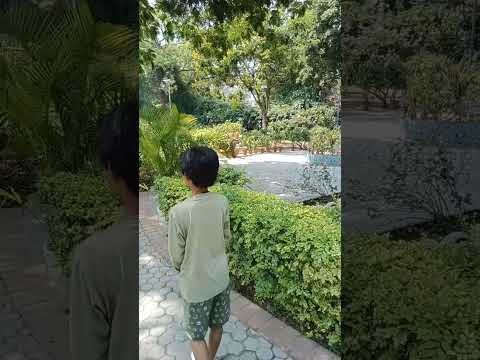 Fun with peacock