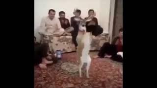 Dancing Deer