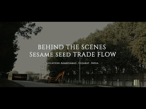 Behind the Scenes | Sesame Seed Trade Flow Bridging Central Asia and the Middle East