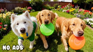 24 Hours of Dog TV for Dogs to Watch 🐕🎵 Soothing Sounds for Energetic Dogs & Stress Free Play 🐾✨