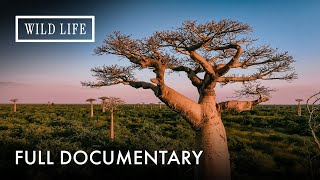 Baobab: The World’s Largest Flowering Plant | The Upside Down Tree | Full Documentary