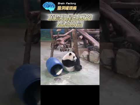 頂流明星神獸的尷尬瞬間，原來不是每一隻熊貓都會功夫！#搞笑動物#功夫熊貓#搞笑短片#搞笑動物#Funny#Panda# #冷知识 #地球之最