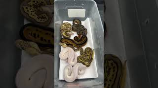 Last Ball Python clutch from 2022 just hatched and shed!