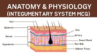 30 Integumentary System MCQs | Anatomy & Physiology Quiz with Answers