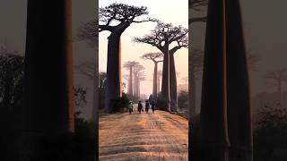 Nature’s Reservoir: The Baobab Tree!