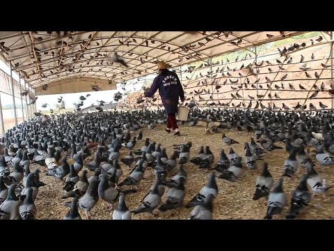 How Millions of Pigeons Are Processed 🕊️  – Inside China's Massive Pigeon Meat Factory