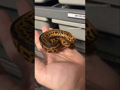 Leopard Acid Clown female, I’m really loving this combo.